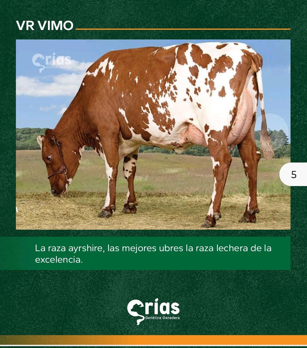 WhatsApp Image 2025-10-28 at 10.35.08 AM